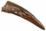 Fossil Pterosaur (Siroccopteryx) Tooth - Morocco #259802-1